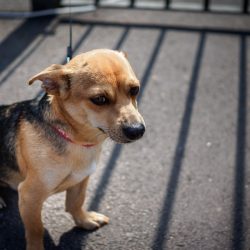 Photo of a dog at a community day